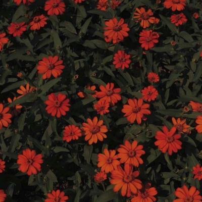 威尼斯澳门人下载手机版截图